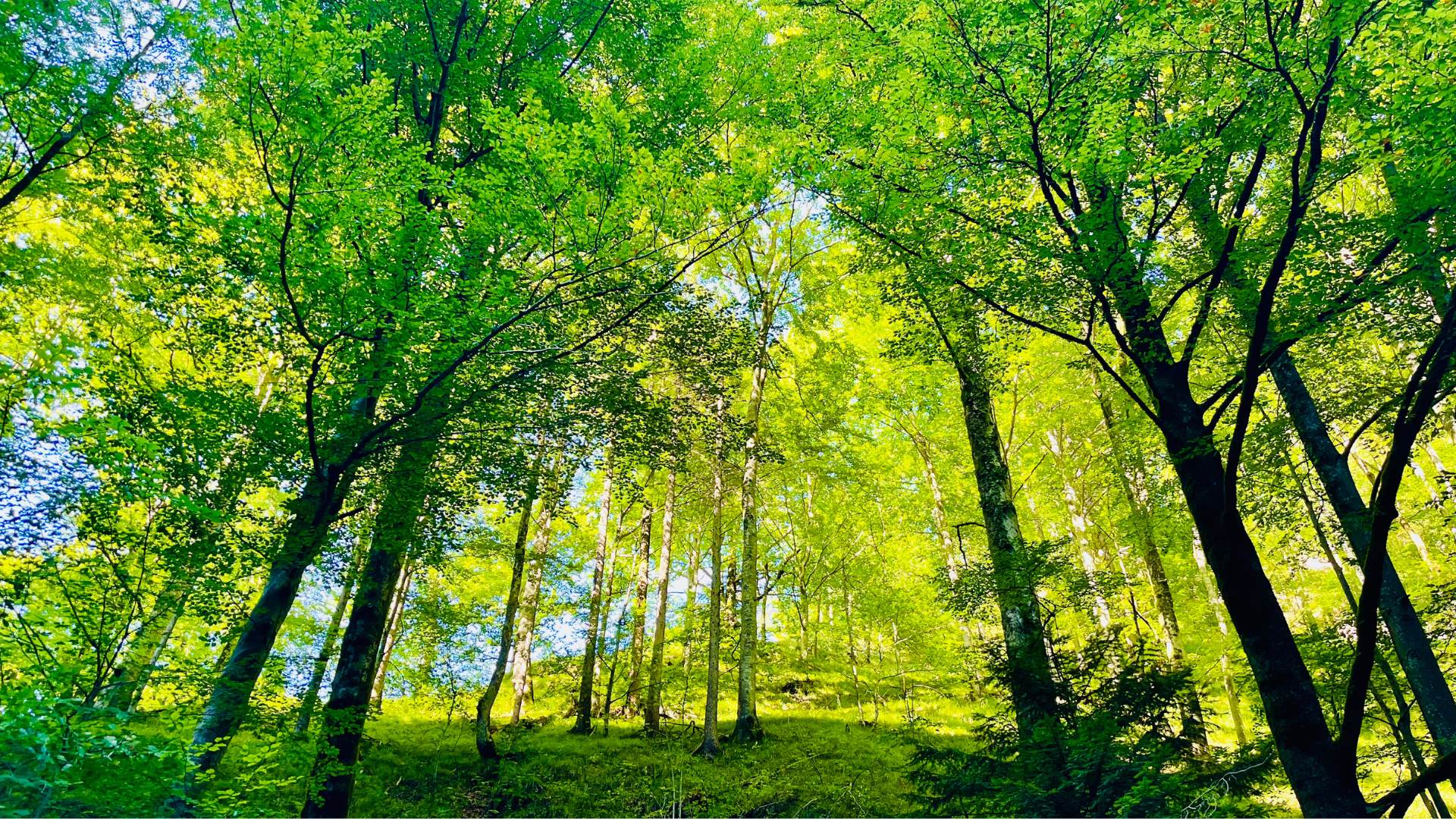 Wald mit vielen Bäumen, grünen Blättern und grünem Boden. Durchzogen von Sonnenstrahlen soll es die Naturverbundenheit zu Tierlieben Spryng Produkten aus Bio Baumwolle symbolisieren und die Liebe zur Natur zeigen!